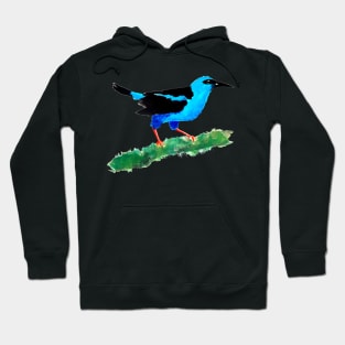 Red Legged Honeycreeper on Branch Hoodie